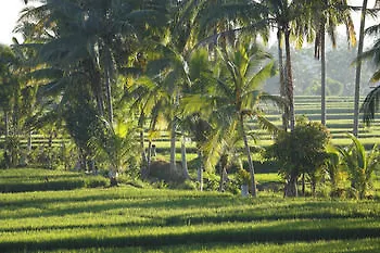 The Luxe Ubud Indonesië